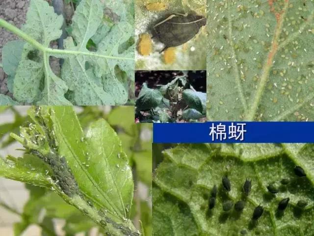常见害虫有哪些图片大全,常见38种害虫图片及名称及防治