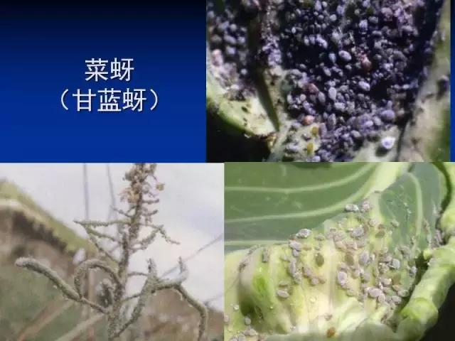 常见害虫有哪些图片大全,常见38种害虫图片及名称及防治