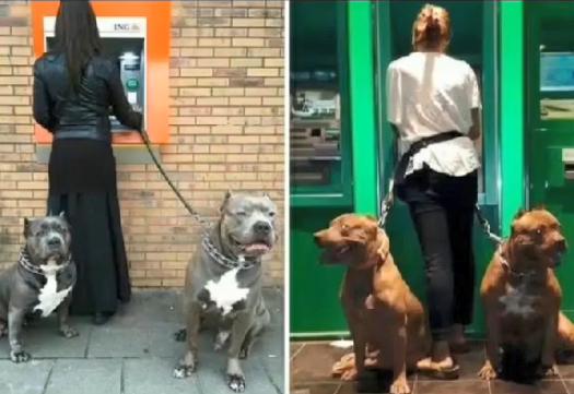 单身人士没有安全感？划重点，恶霸、德牧了解一下