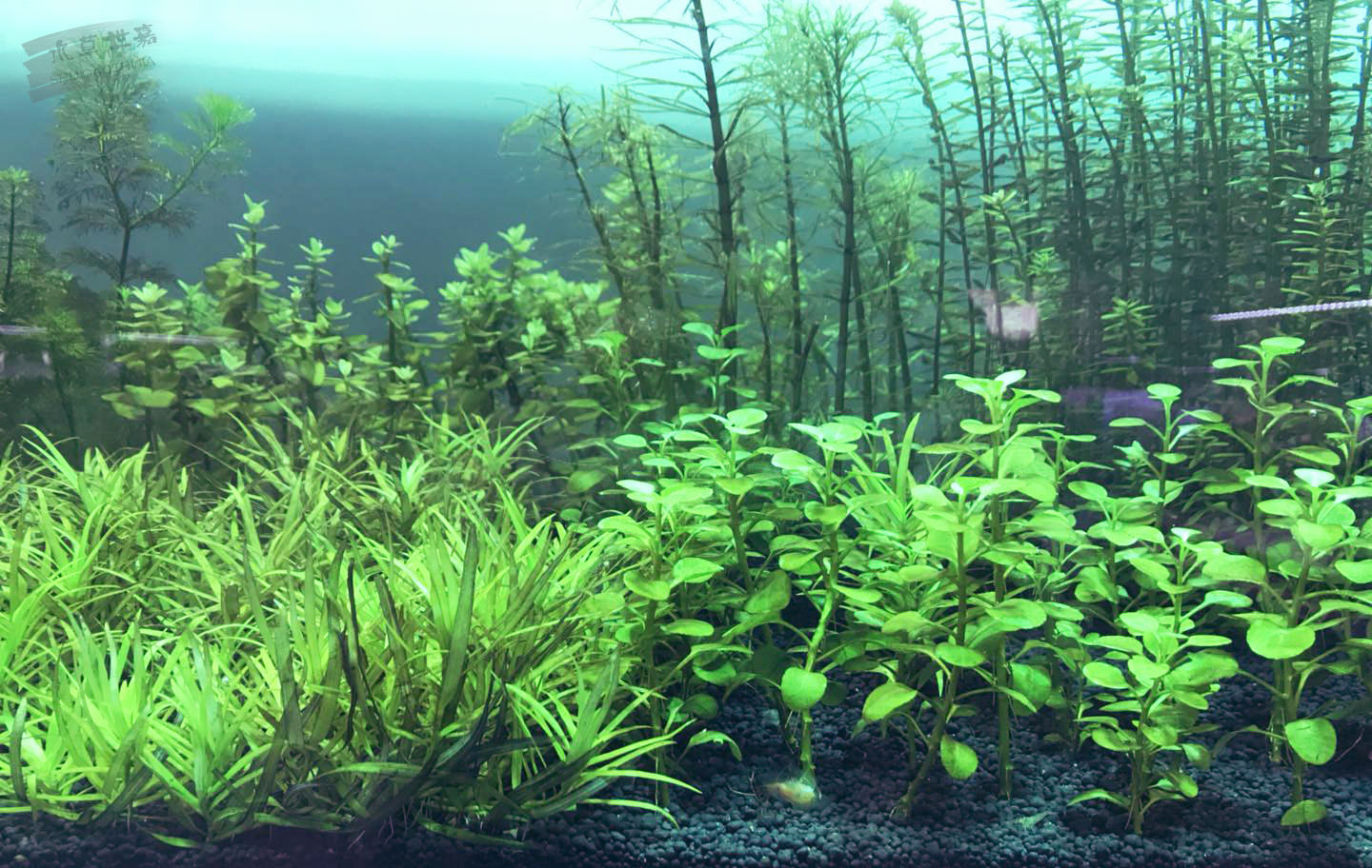 天胡荽水草如何修剪,红雨伞水草怎么修剪