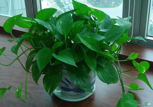 客厅好养的花草植物有哪些,什么花草放在客厅最好