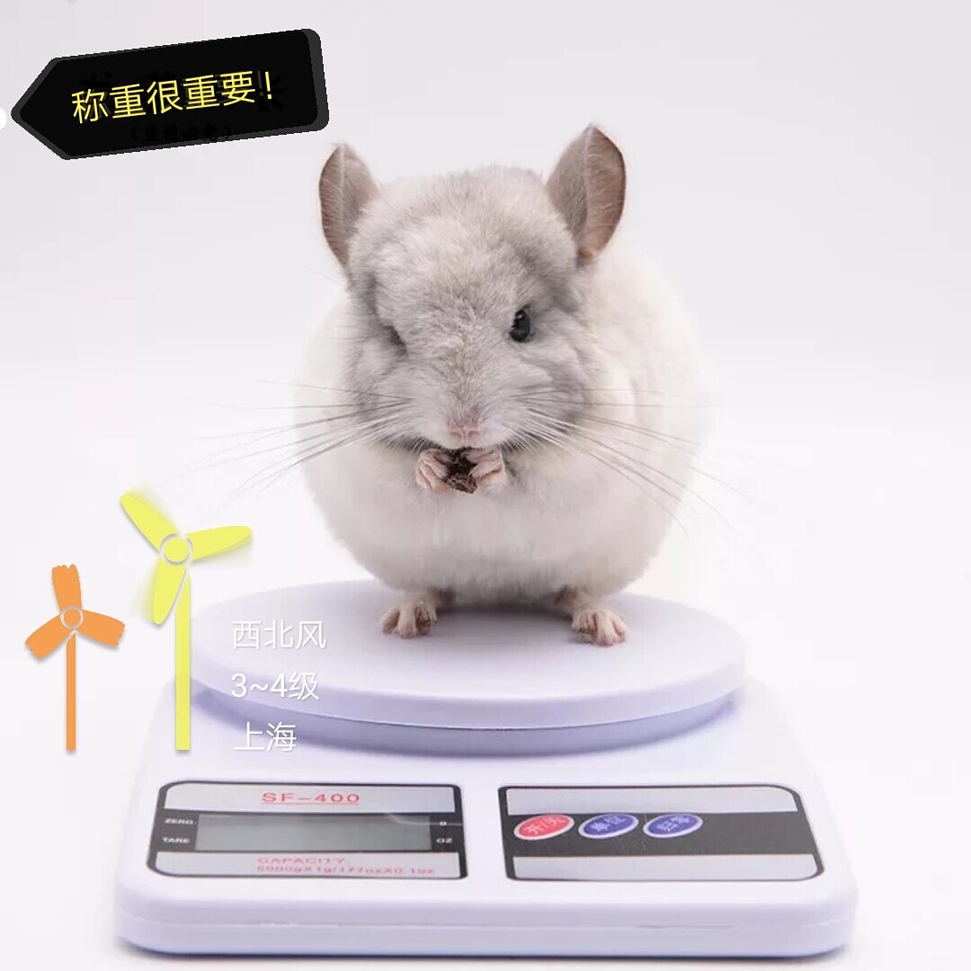 龙猫检查需要多少钱,龙猫身体检查