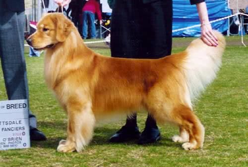 最后护主的狗狗排名,测试狗狗护主视频