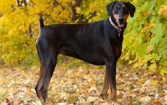 狗狗护主视频合集,护主能力最强的十种狗狗