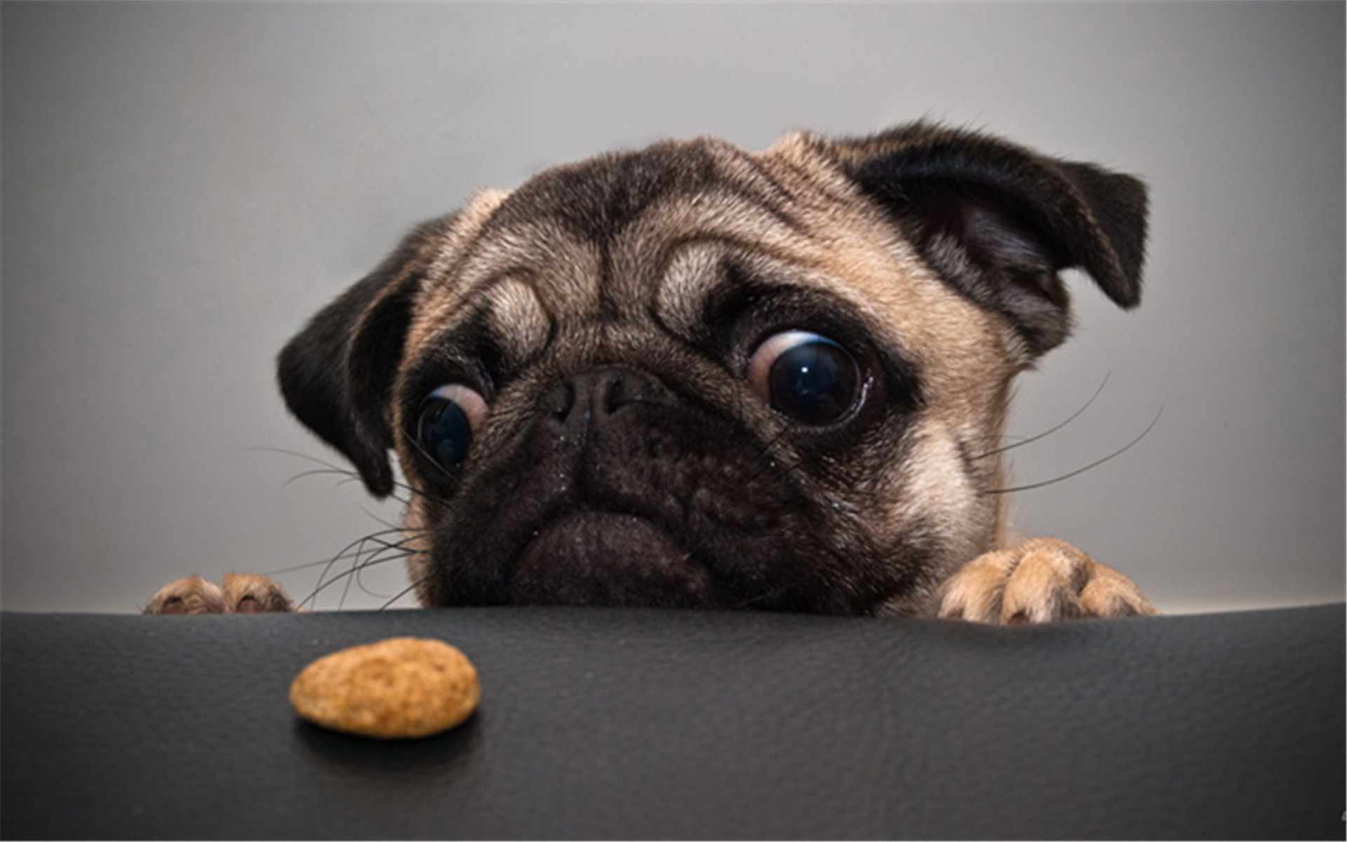 狗狗喝太多要阻止吗,警惕狗狗过量喝水