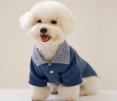 卷毛比熊能值多少钱,卷毛比熊有什么颜色