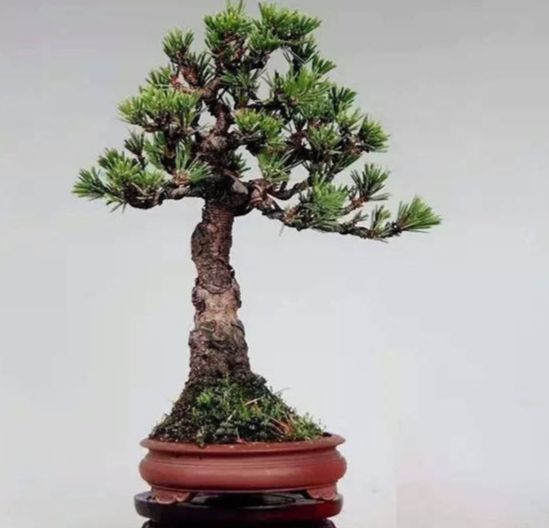 上海黑松微型盆景 (黑松微型盆景日本黑松30公分价格)