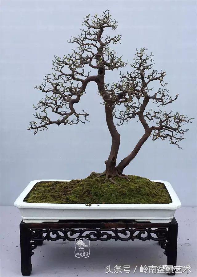 双杆罗汉松树盆景造型,双斜杆盆景