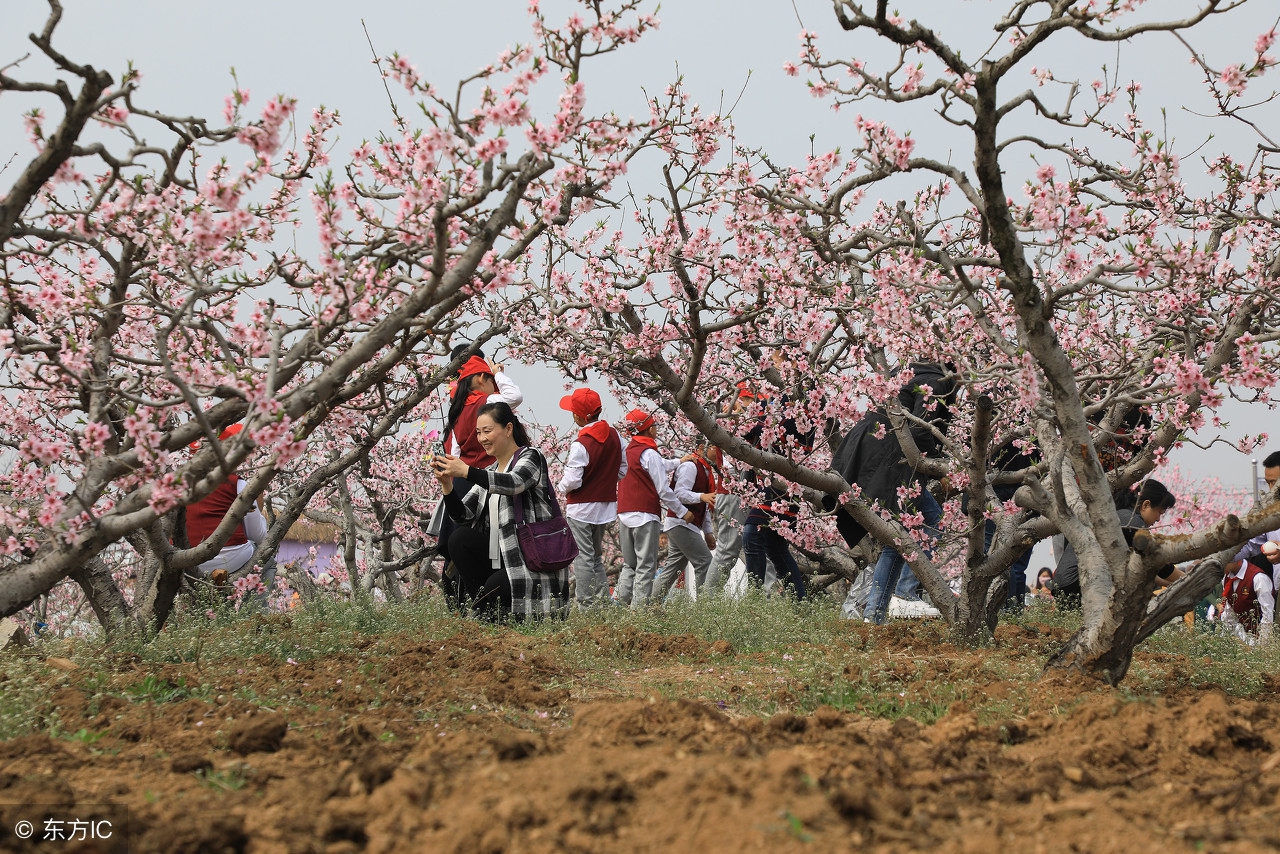 桃树怕雨怎么办,桃树怕水还是怕旱
