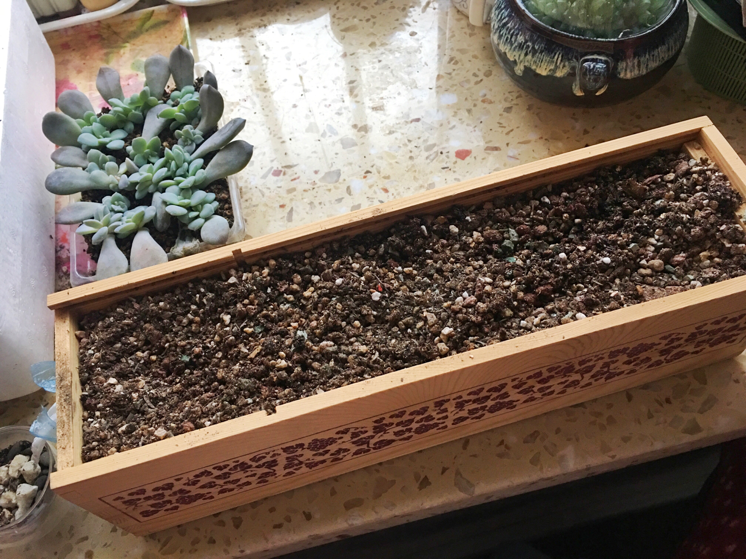 肉肉叶插苗怎么移盆,叶插苗出缀化概率