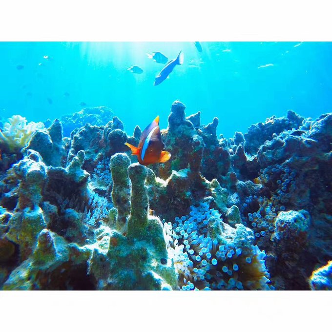 看我这发型酷不酷｜我觉得很可爱啊！帕劳潜水超级赞！