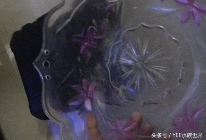 小水泵自制鱼缸过滤系统,小水泵创意作品