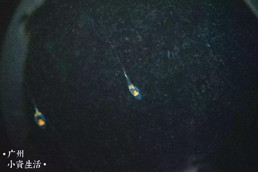 巴南海洋公园一日游攻略 (香港海洋公园游玩攻略)