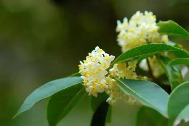 五一成都周边有什么好耍的,五一自驾游2-3天最佳路线成都出发