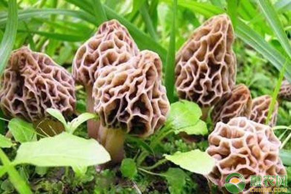 最新技术种植羊肚菌,最新羊肚菌栽培技术