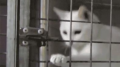 边牧误食葡萄皮,边牧咬小孩的事件