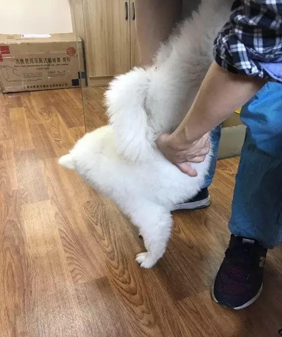 边牧误食玩具怎么办,边牧误食耳塞