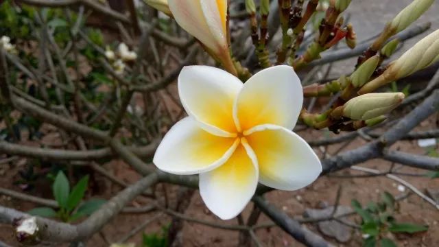 越南岘港的全身护理,越南岘港自由行旅游攻略