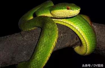 广州毒蛇被咬,广东小区毒蛇咬伤事件