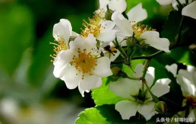 开在诗词里的20种花，朵朵诗意盈香