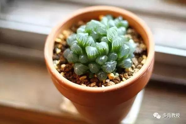 玉露为什么越养越黑,玉露养瘪了