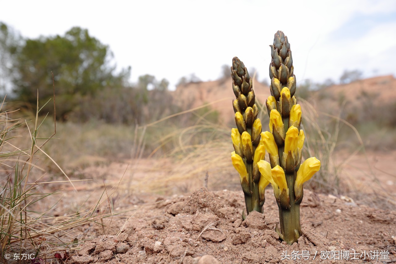 肉苁蓉补肾药,肉苁蓉治病的神奇案例
