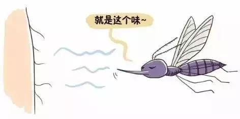 蚊子爱咬o型血准确吗,蚊子为什么咬o型血的人呢