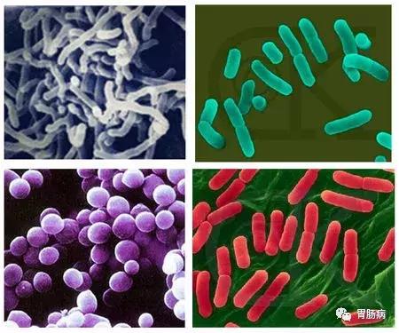 糖尿病人肠道菌群失调怎么调理,肠道菌群与糖尿病