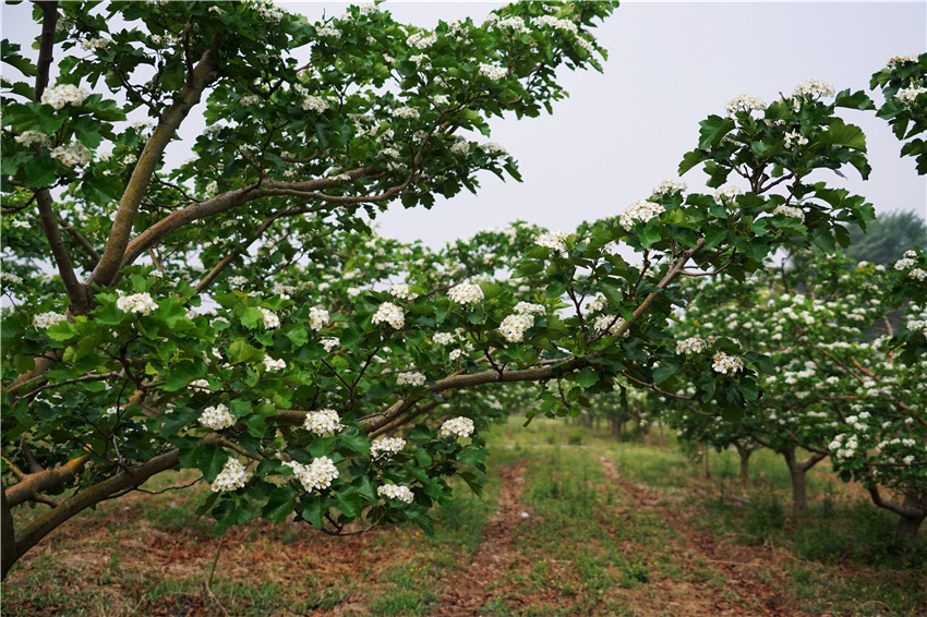 中国清河羊绒衫,清河中国羊绒价格