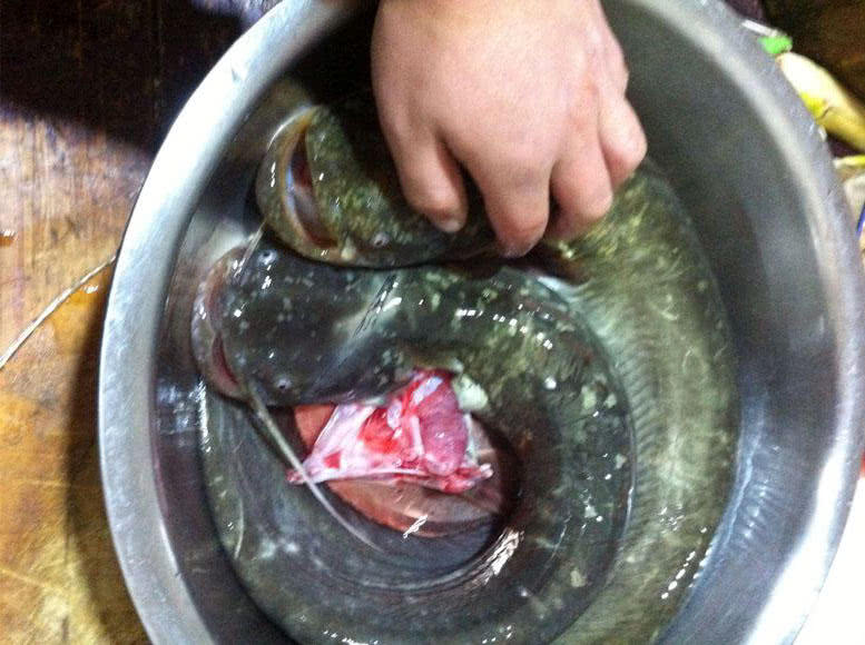 夜钓大口鲶鱼用什么饵最好,野河钓大口鲶鱼有多大