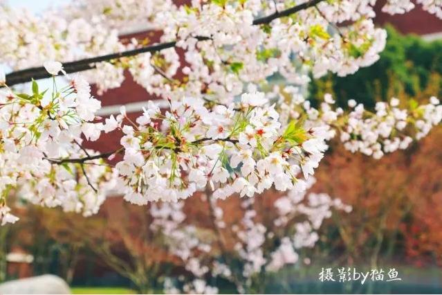 樱花装饰,樱花装饰墙壁