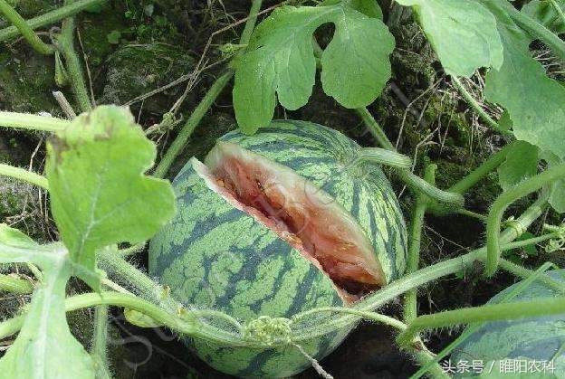 西瓜坐果最佳时间,西瓜开花结果的周期