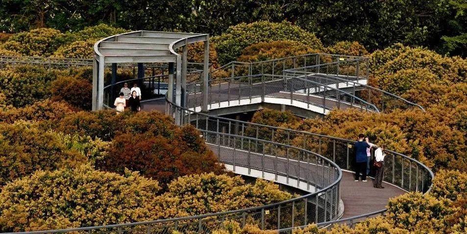 最真实的荔枝花海,广州荔枝花海