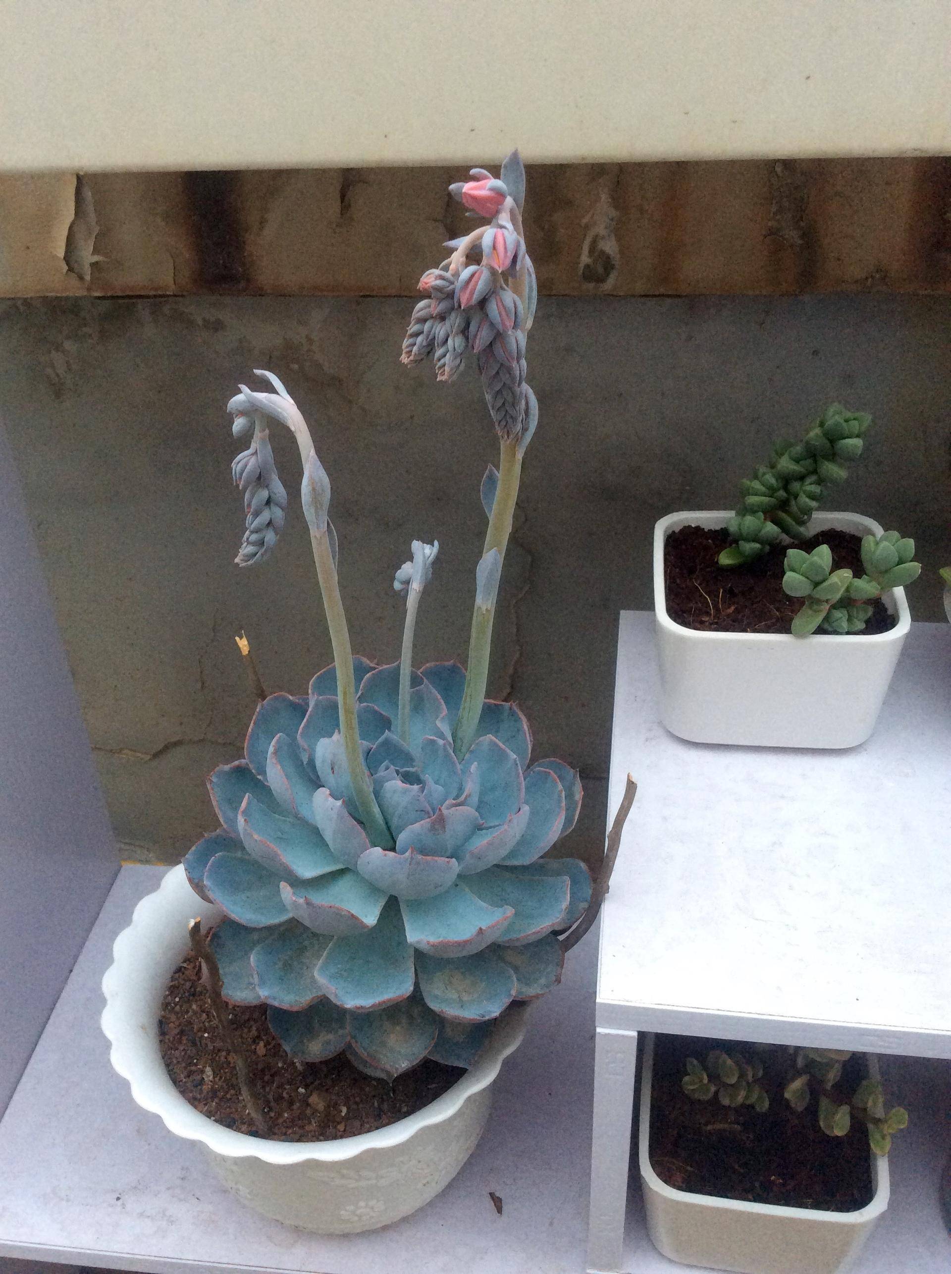 蓝石莲简介,第一美人殉情