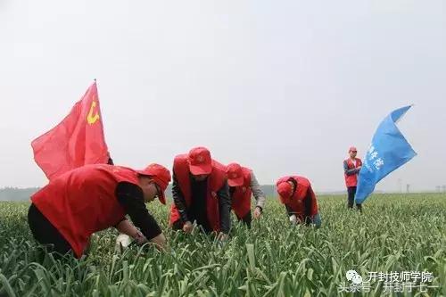 公益开封,河南杞县大蒜公益