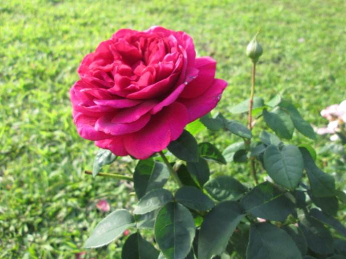 带刺的玫瑰花语,带刺的玫瑰花全集