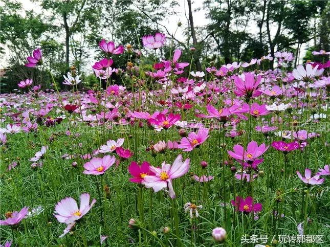 又一家高颜值花园音乐烤吧入驻郫都，趁五一快去痛快的搓一顿吧！