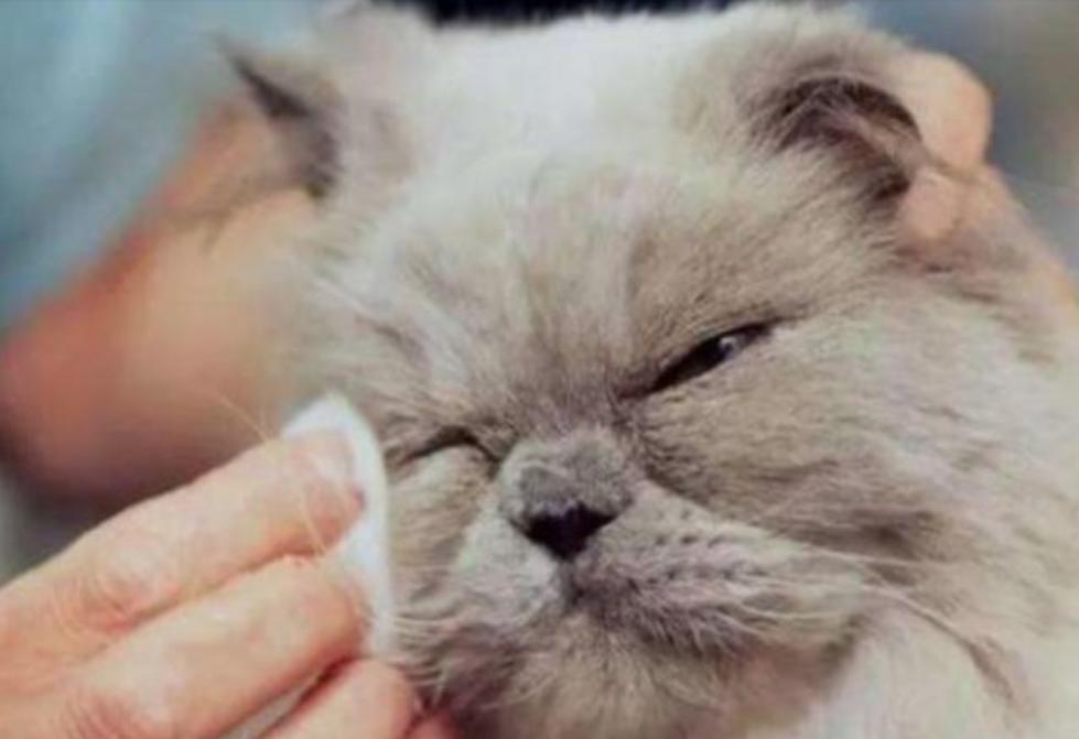 猫咪一直流眼泪是怎么回事怎么办,猫咪一直流眼泪有什么有效的方法