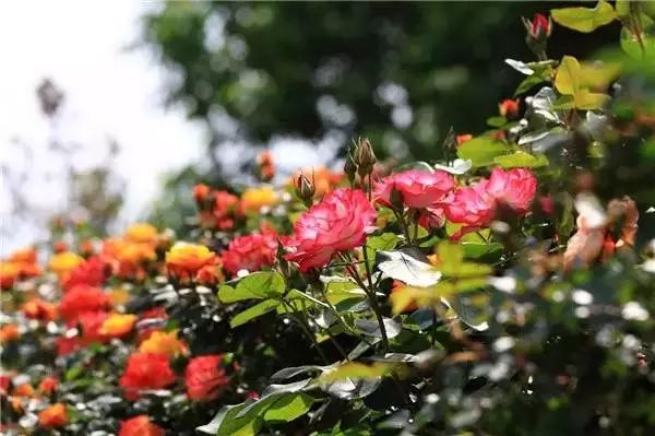 五一来云丘山赴一场花海之约,五一赴一场汉服踏青之约