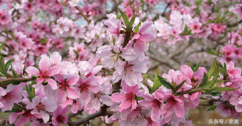 暮春赏花,别忘了听一曲《美人蕉》