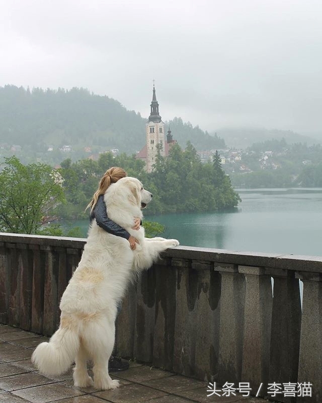 大白熊犬适合农村吗,大白熊犬适合放羊吗