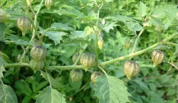 农村有种野草叫鬼灯笼,会长灯笼的野草