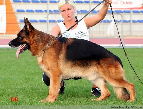 德国牧羊犬和德牧是一个品种吗,德牧和德国牧羊犬是一个品种吗