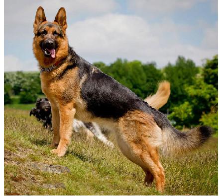 「涵姐说：德国牧羊犬」一篇详细介绍德牧/德国牧羊犬的文章