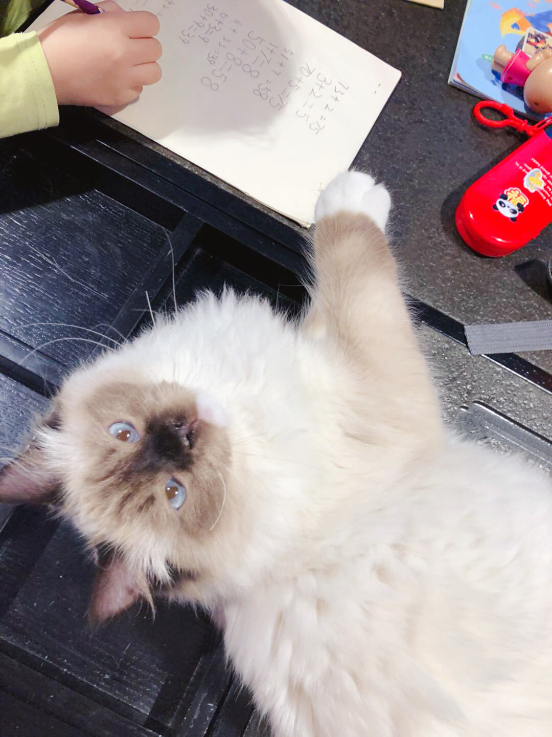 选购优秀布偶猫的五点经验,布偶猫的鉴别方法与选购知识要点