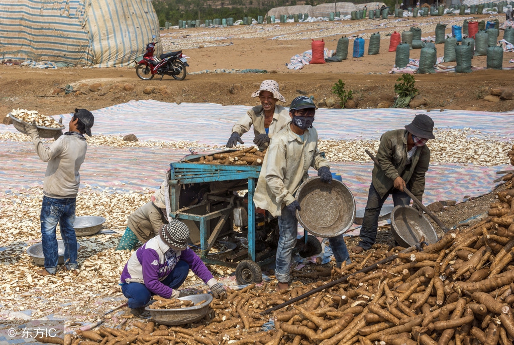 木薯喂猪不煮熟能吃吗,木薯煮熟喂猪有什么危害