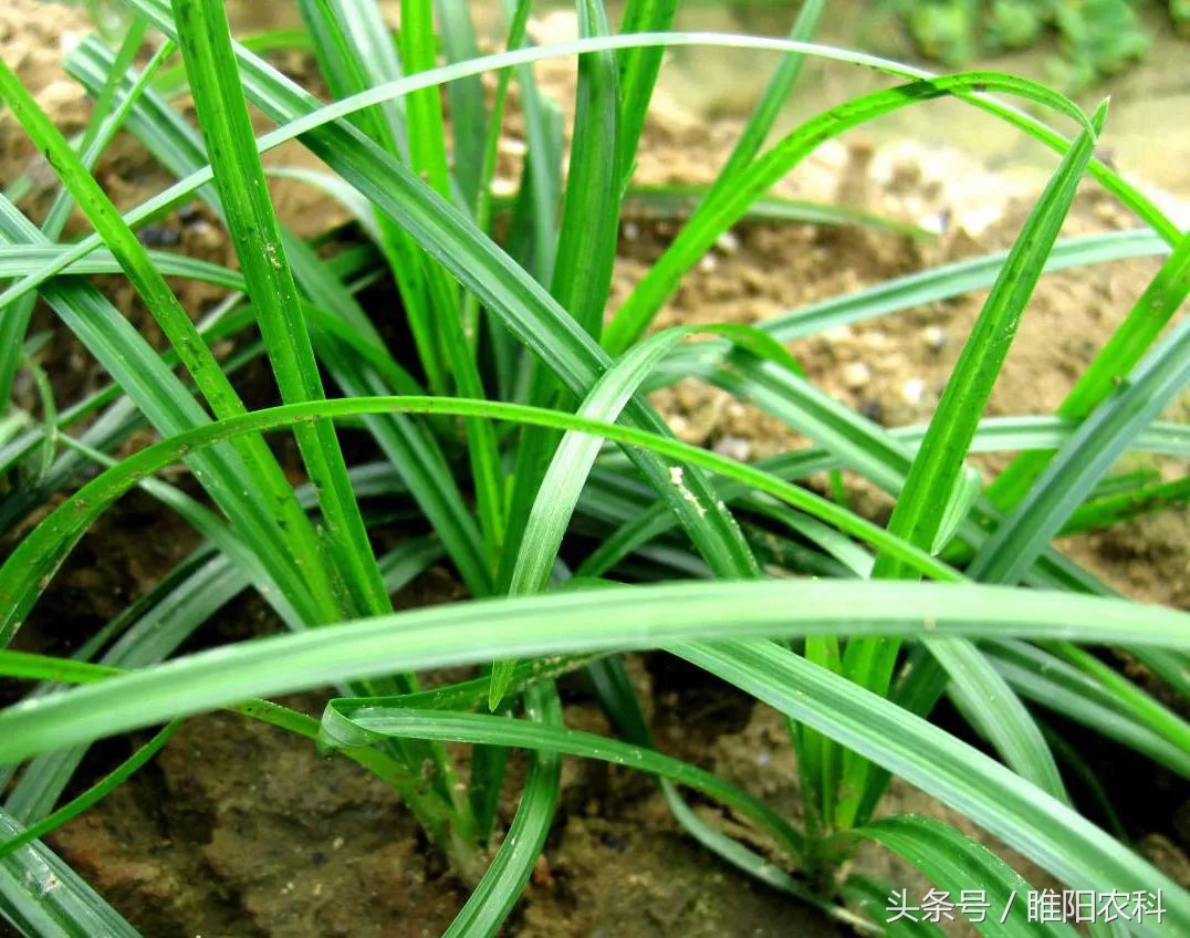 我国玉米田恶性杂草的发生,玉米地杂草图及防治方法