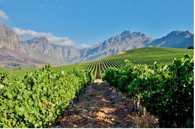 南非葡萄酒搭配,南非葡萄酒有哪些种类