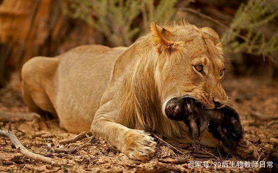 平头哥蜜獾你见过吗,蜜獾平头哥有没有人养