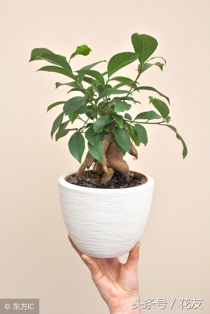 人参榕的种植方法视频,人参榕盆景三十二造型图册